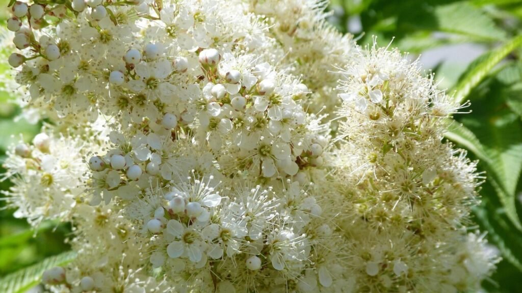 Blumen Einladung als kostenloses PDF herunterladen